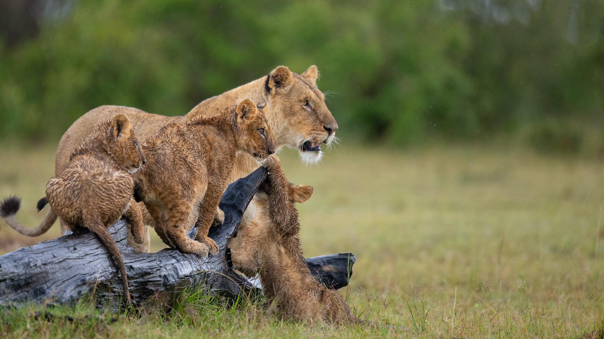 10 Day Kenya – Tanzania Safari