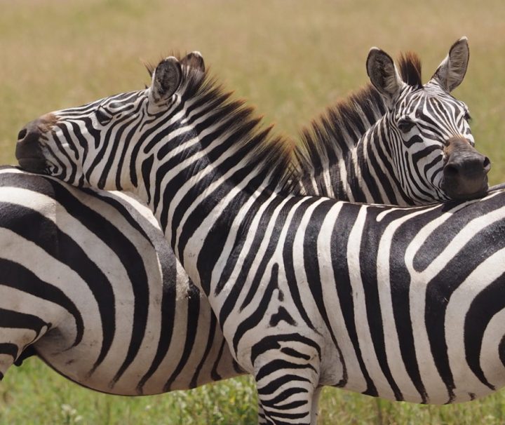 10 days kilimanjaro and safari