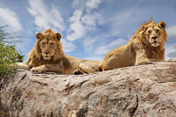 10 Days Tanzania Safari