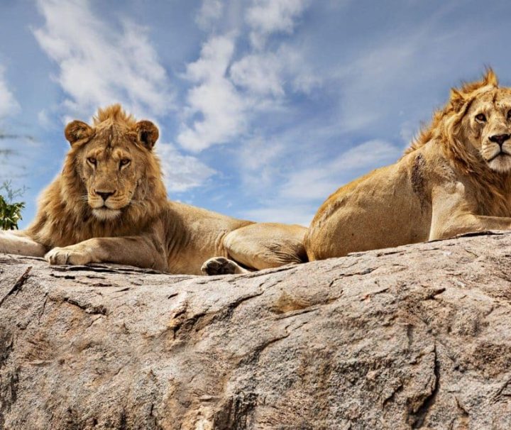 10 Days Tanzania Safari