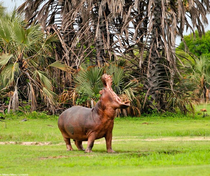 Southern Tanzania Safari 5 days