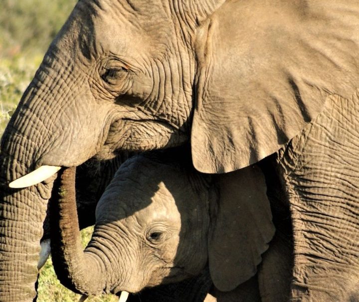 12 days Kilimanjaro and safari