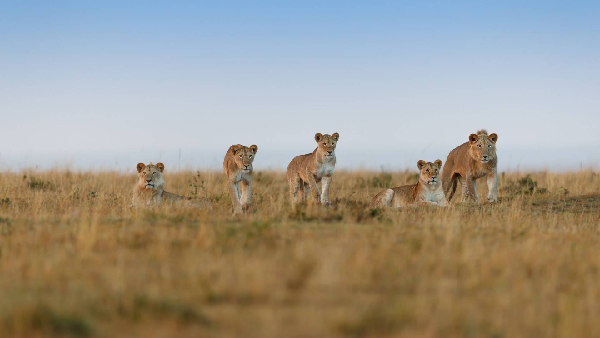 12 Days Mount Kilimanjaro Marangu Trek & Safari