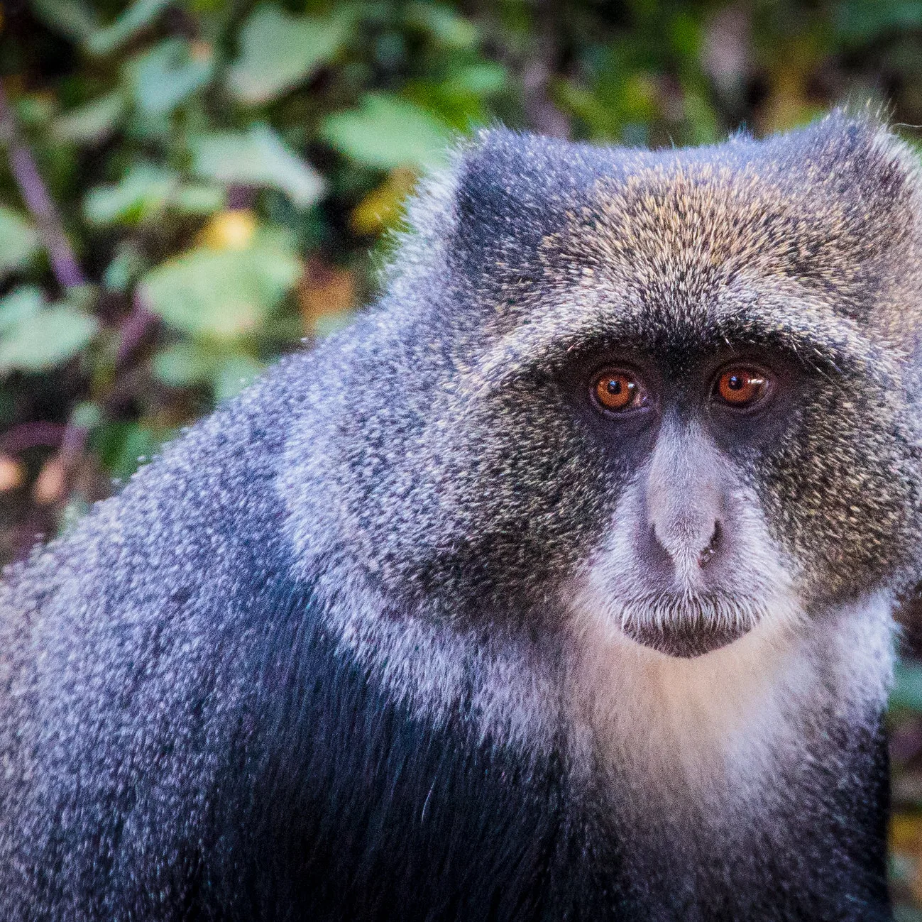 Blue Monkeys