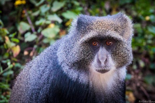 Blue Monkey Mount Meru