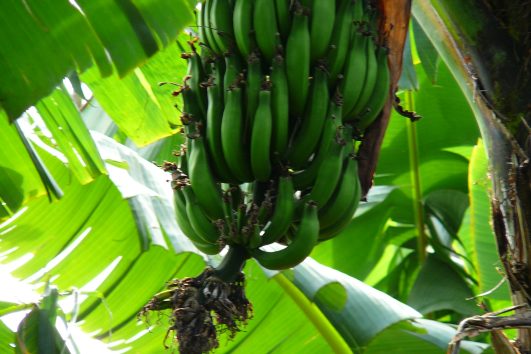 Banana