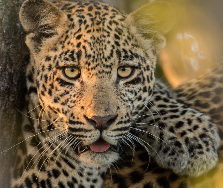 15 days kilimanjaro and Safari