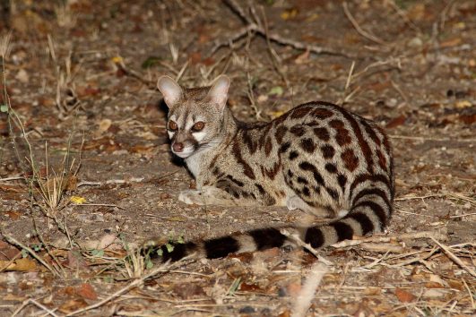 Civet