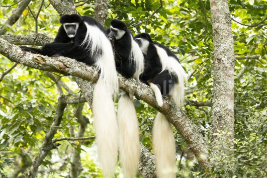 Arusha National Park day trip