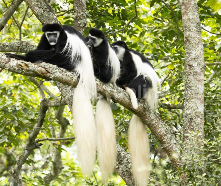 Arusha National Park day trip