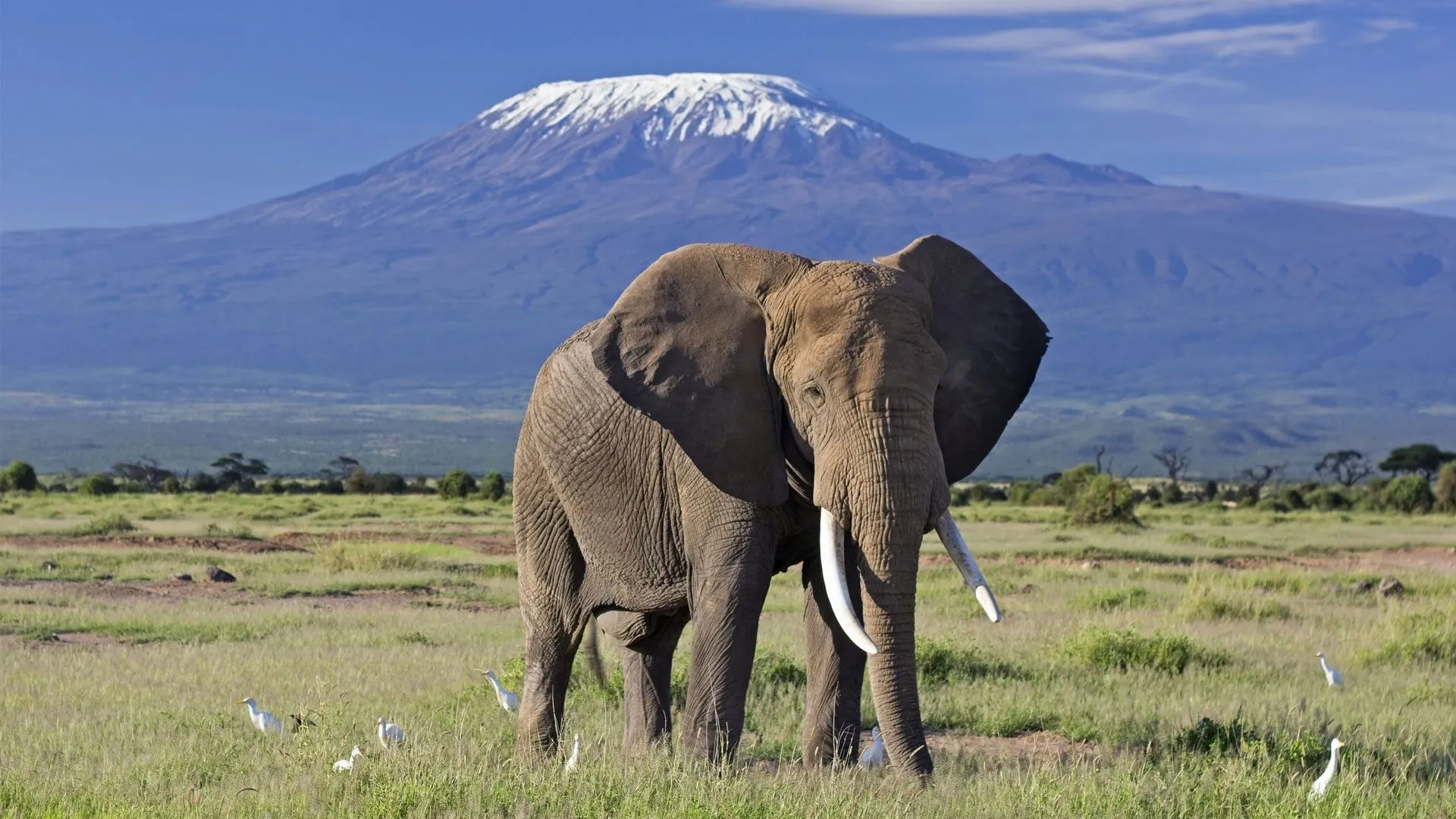 16 Days Wildebeest migration safari, Kilimanjaro trek and Zanzibar