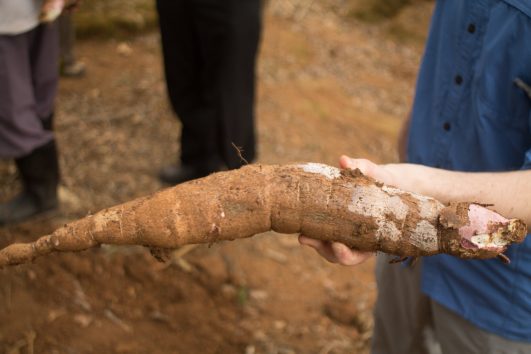 cassava Tanzania, Kilimanjaro
