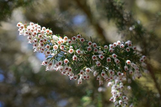 Erica arborea