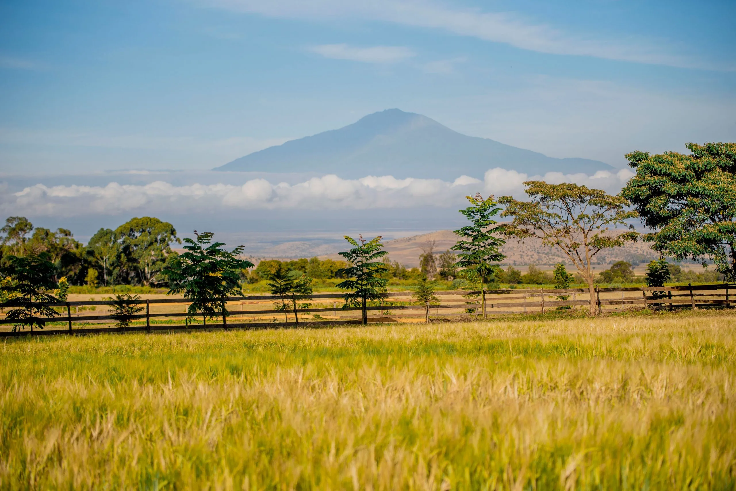 View of Mount Meru from Simba Farm Lodge