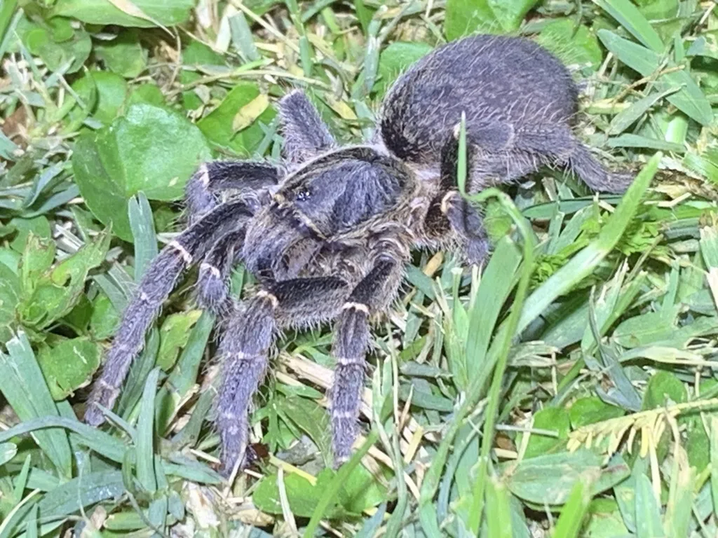 Kilimanjaro mustard baboon spider