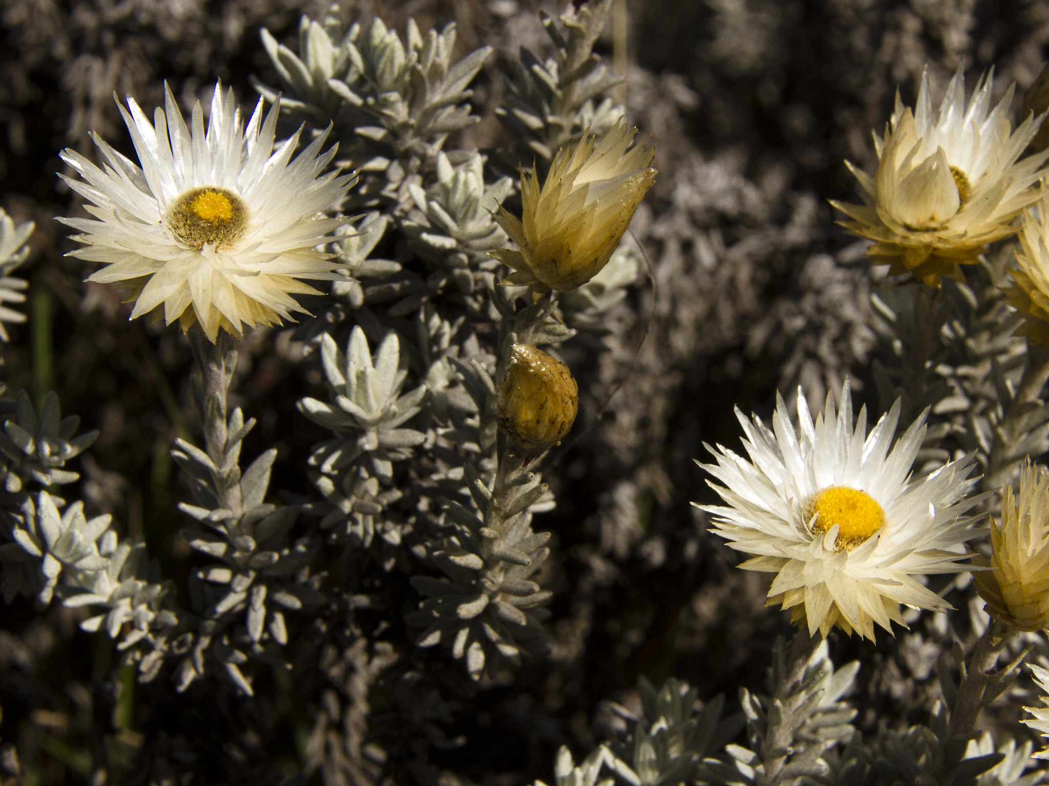 another flower Helichrysum newii  on the heather zone of Kilimanjaro