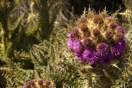 thistle flower