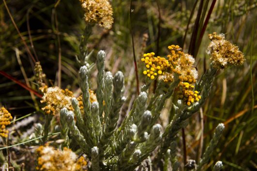 Composite flowers