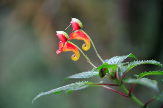 Impatiens kilimanjari