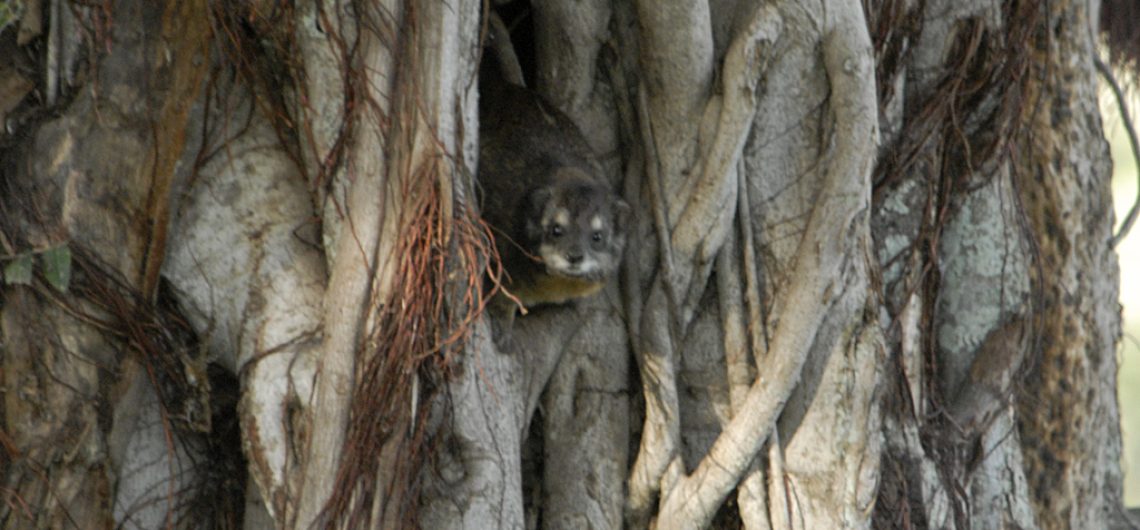 tree hyrax Kilimanjaro