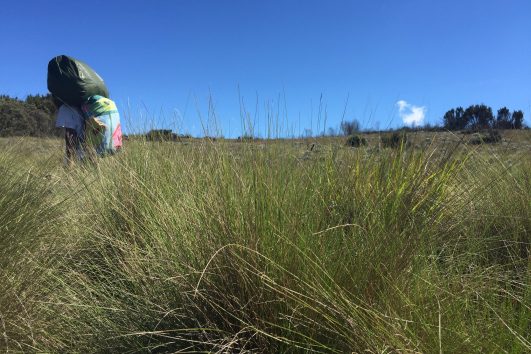 Tussock grasses Kilimanjaro