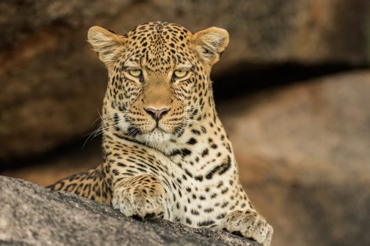 Leopard safari