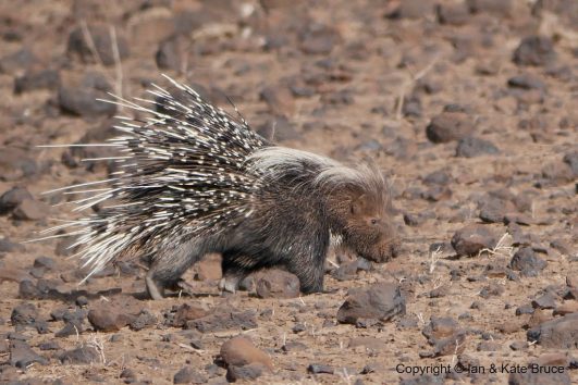 African Crested Porcupine