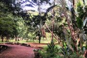 Nairobi Arboretum