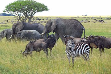 3 days Tanzania safari