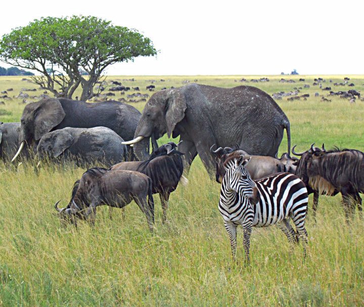 3 days Tanzania safari