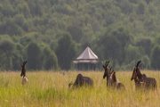 1 Day Serengeti safari