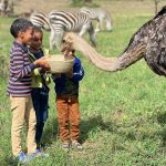 Serval Wildlife Sanctuary Ostrich