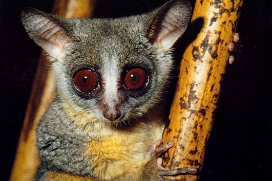 Galago