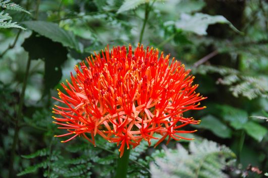 Fireball Lily Kilimanjaro