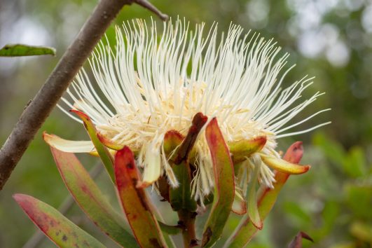 Protea kilimandscharica plant