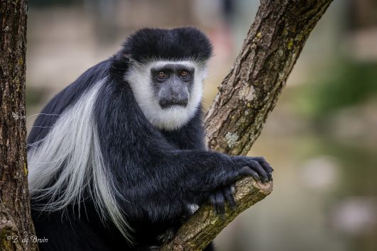 Black and White Colobus Monkey Rwanda