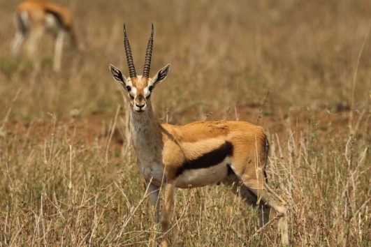 male Thompson Gazelle