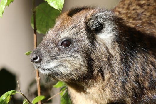 tree hyrax