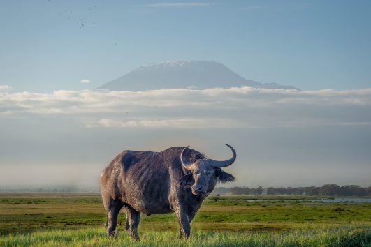 Cape Buffalo Africa