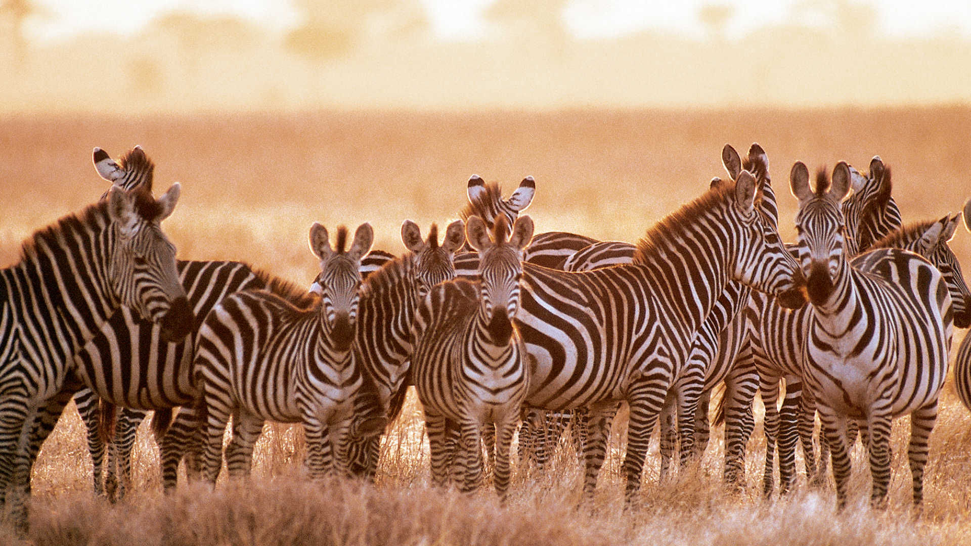 3 days Tanzania Safari from Zanzibar