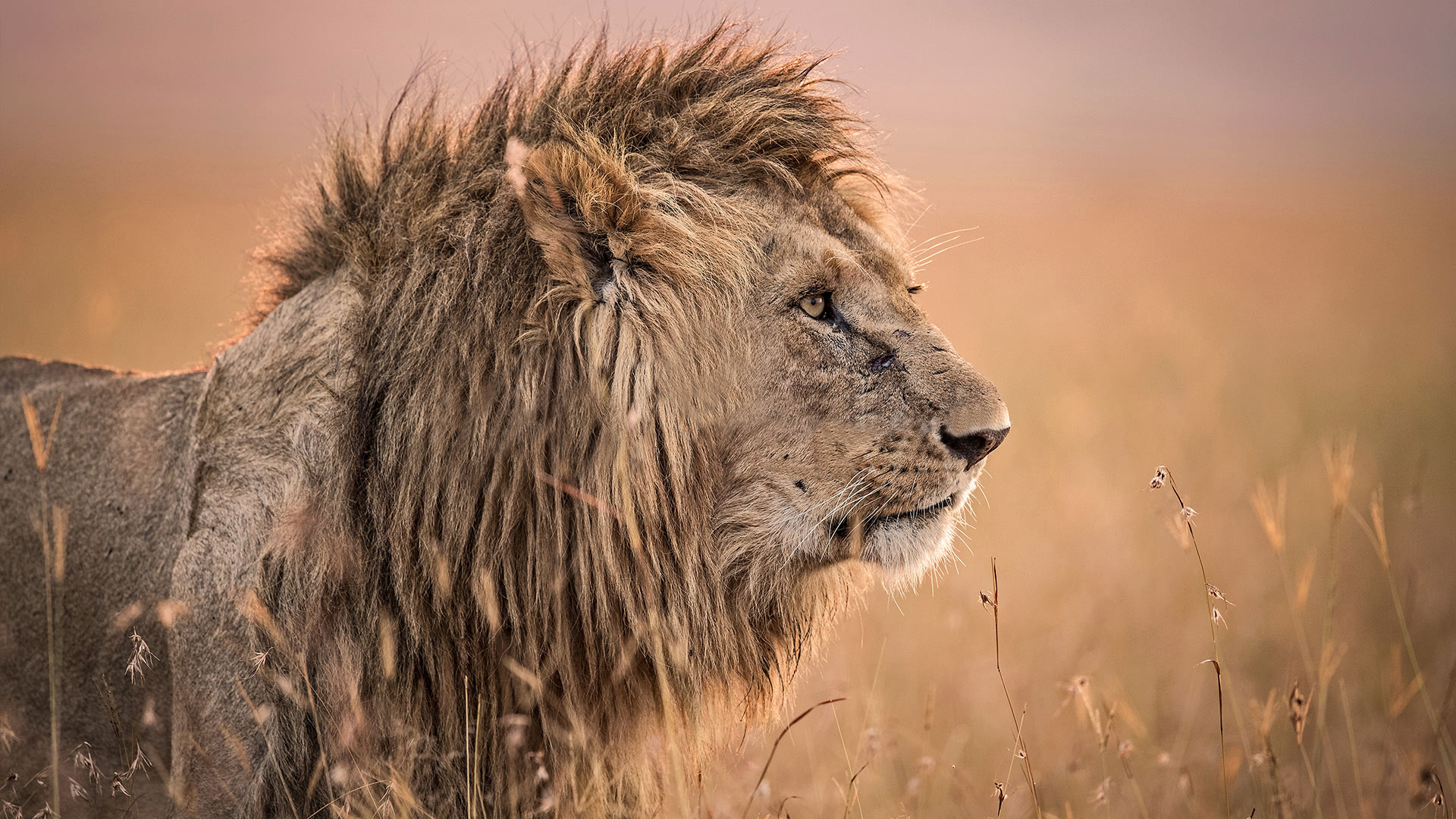 4 Days Tanzania Safari – Tarangire, Serengeti, Ngorongoro