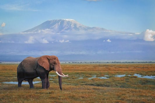 Elephants view of Kilimanjaro