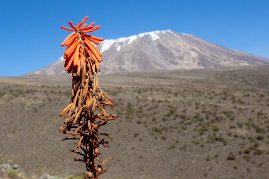 red hot poker Kilimanjaro