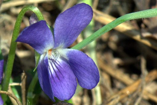 Violet Viola eminii