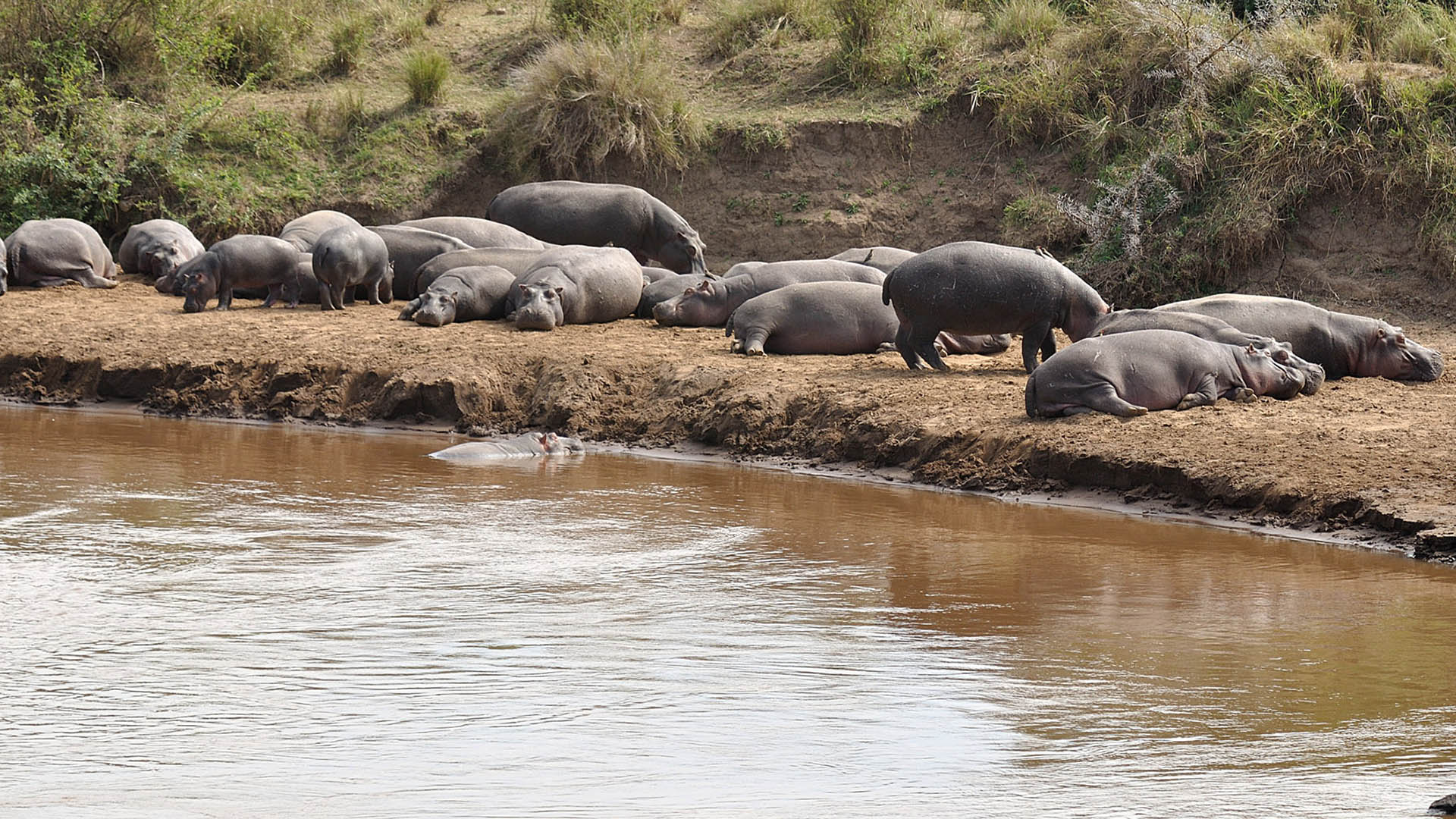 5 Day Southern Tanzania Safari to Nyerere National Park (Selous) & Mikumi