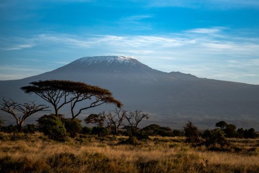 Acacia Trees infront of Kilimanjaro