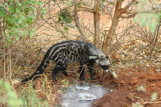 African Civet
