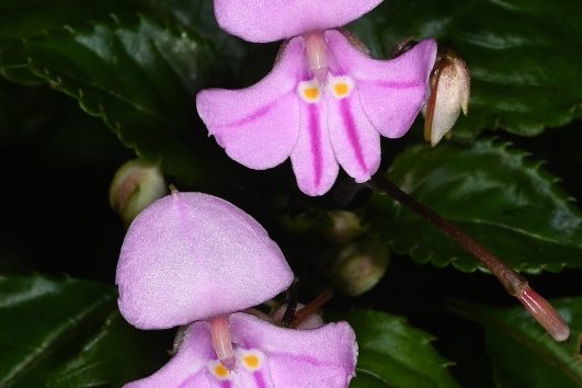 Impatiens pseudoviola