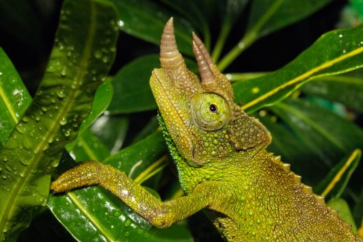 Jackson's Chameleon Mount Kilimanjaro