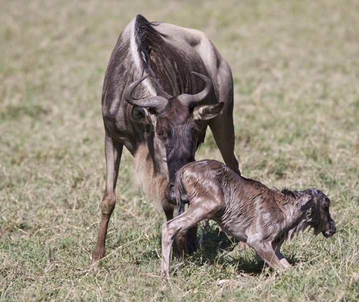 Wildebeest calving safari
